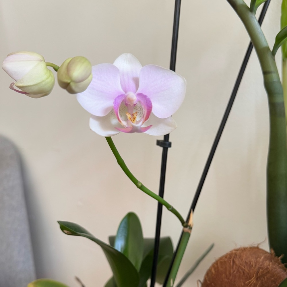 Meet your Posher, Paola